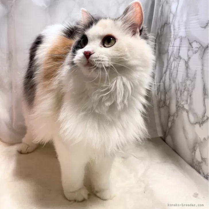 ID：2404-00781の子猫