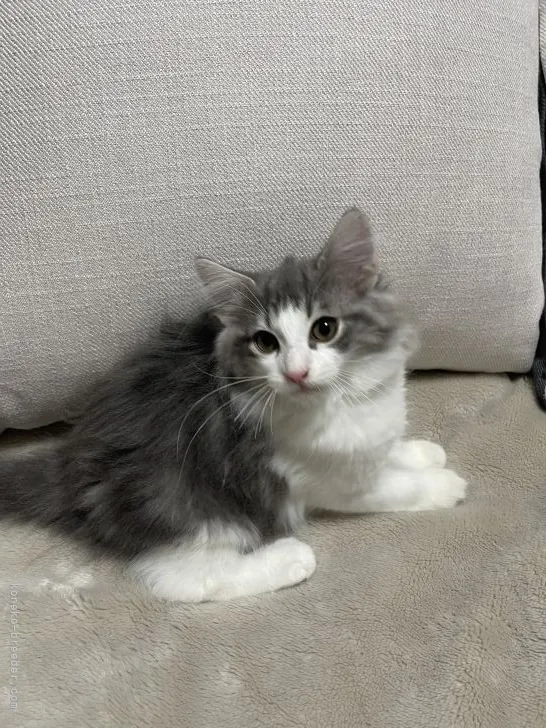 チョウ 様のお迎えした子猫