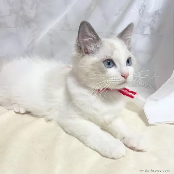 ID:2409-01505の子猫