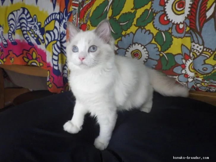 xxhrukxx 様のお迎えした子猫