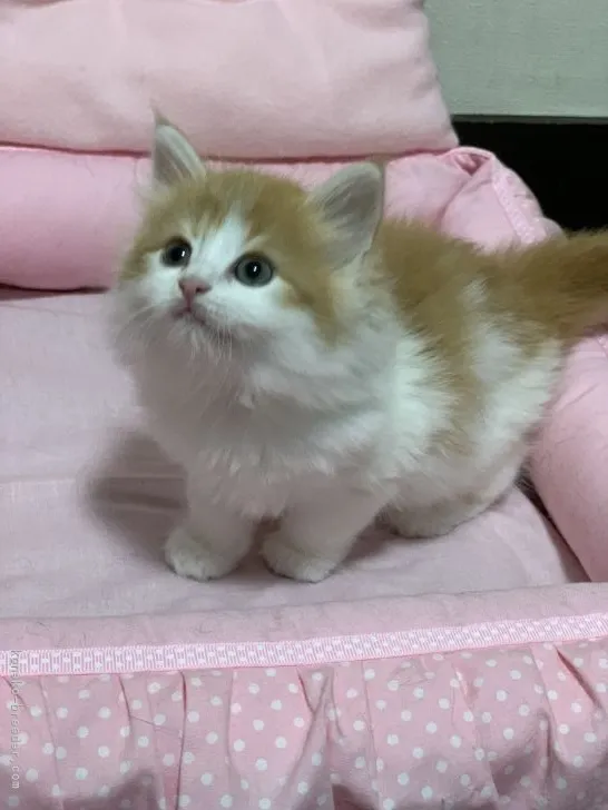 ID：2105-02171の子猫