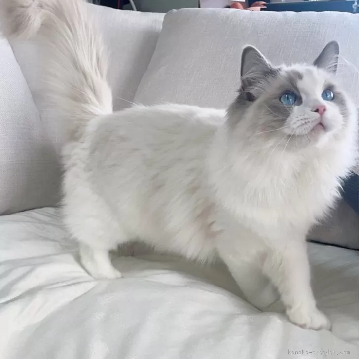 ID:2309-00675の子猫