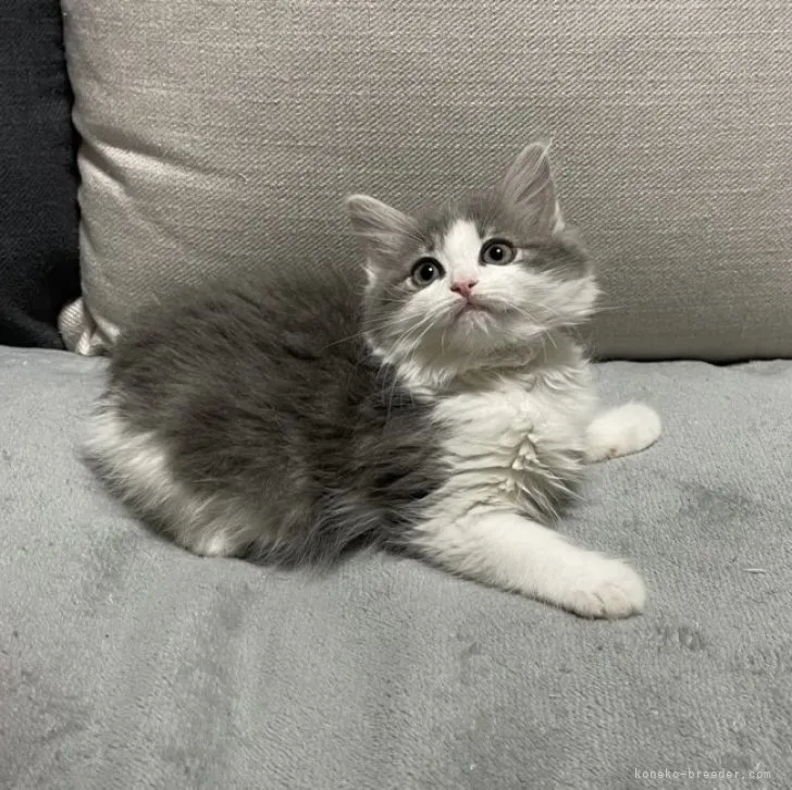 ID:2307-01515の子猫