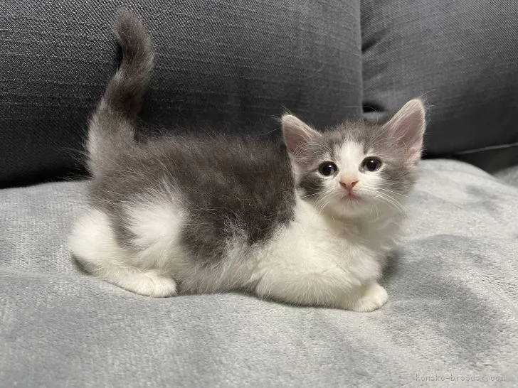 ID：2109-01935の子猫