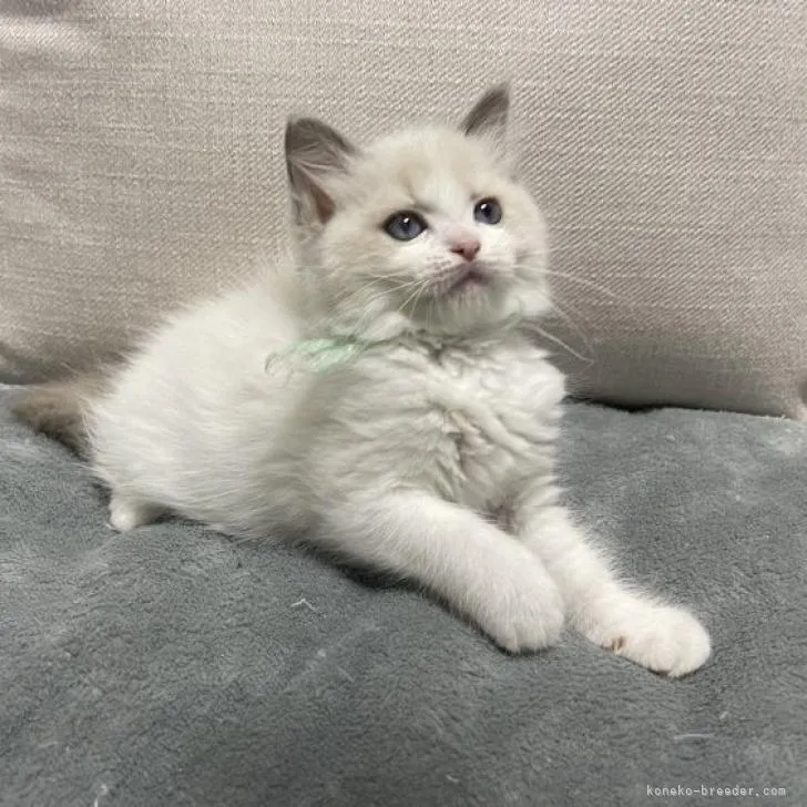 ID：2206-00751の子猫
