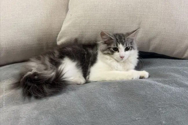 ID:2109-01939の子猫