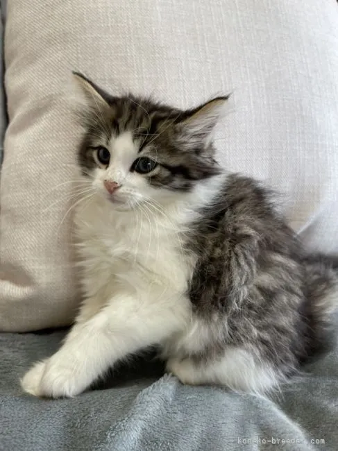 ID：2205-00702の子猫