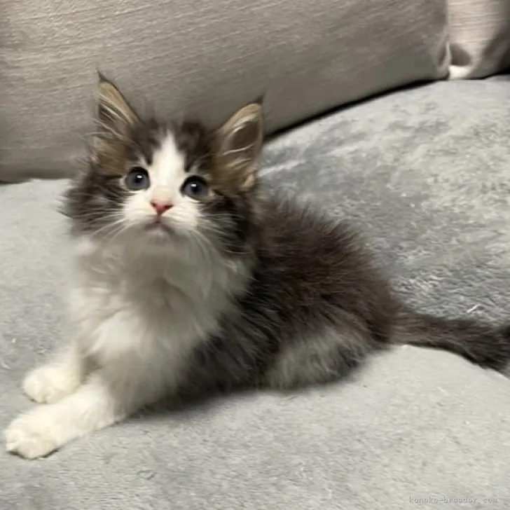 ID:2306-02463の子猫