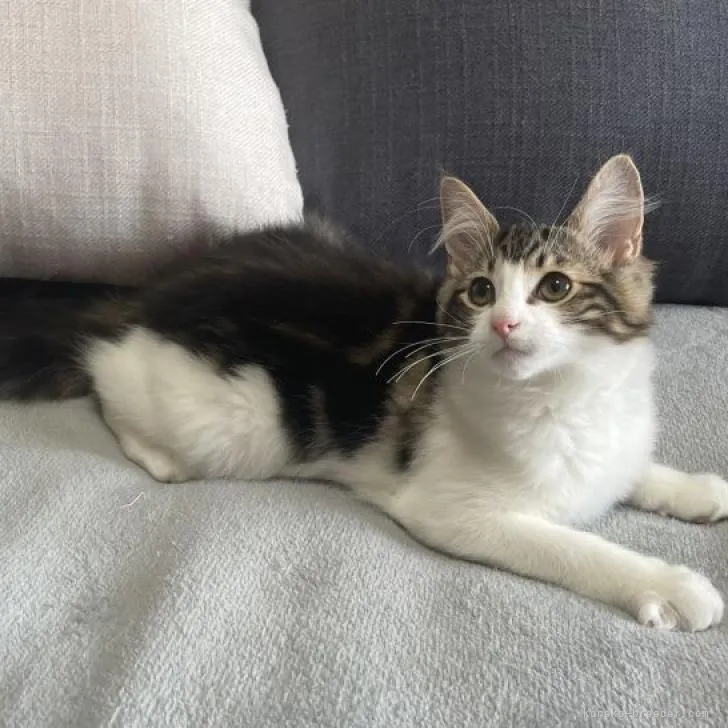 ID：2210-00474の子猫