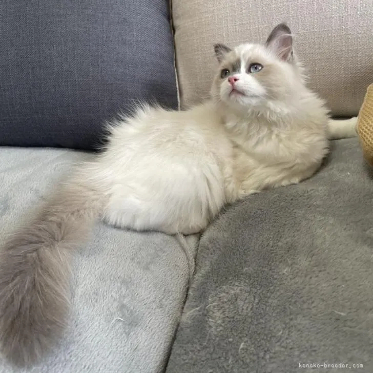 ID：2210-00515の子猫