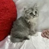 ラガマフィン【大阪府・男の子・2024年2月6日・ブルーアンドホワイト】の写真1