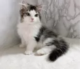 ラガマフィン【大阪府・男の子・2024年6月9日・ブルーアンドホワイト】の写真2