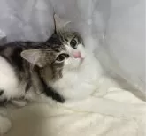 ノルウェージャンフォレストキャット【大阪府・女の子・2024年4月24日・ブラウンクラッシックタビー&ホワイト】の写真4