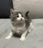 ノルウェージャン×ラグドール【大阪府・女の子・2023年4月30日・ブルー&ホワイト】の写真5