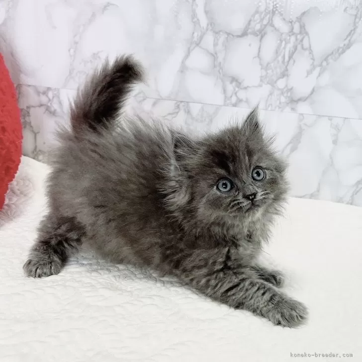 ID：2504-02260の子猫