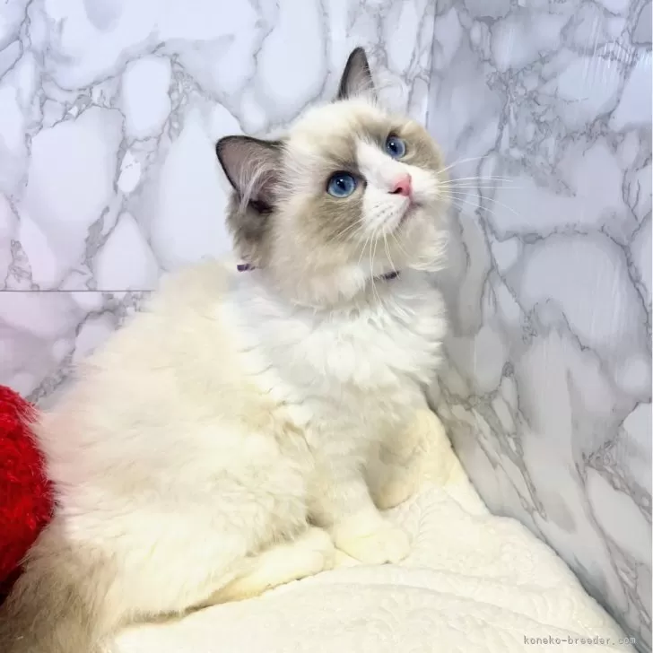 ラグドール【大阪府・女の子・2025年5月1日・シールポイントバイカラー】の写真1