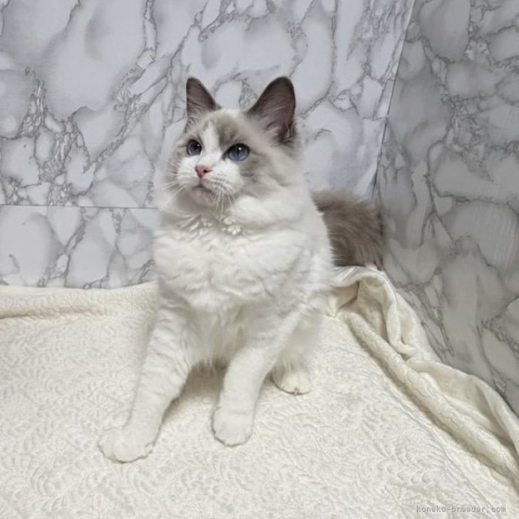 ブリーダー画像