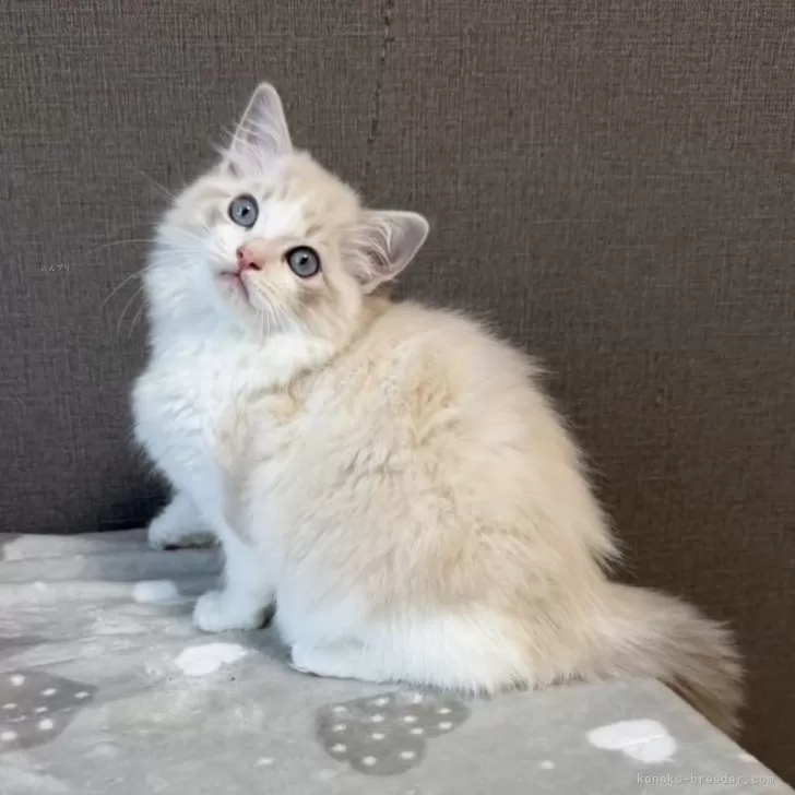 ラグドール【大阪府・女の子・2025年8月4日・ブルーリンクスポイントバイカラー】の写真1