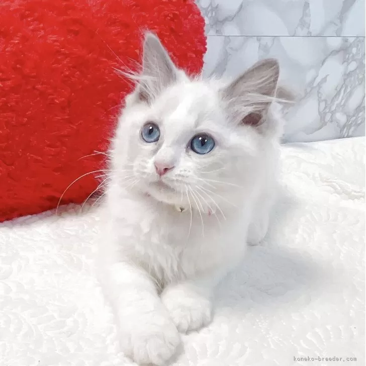 ID：2506-02325の子猫