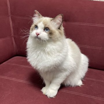 ラグドール【大阪府・男の子・2025年5月1日・シールポイントバイカラー】の写真「将来が楽しみな男の子ですよ🩷」