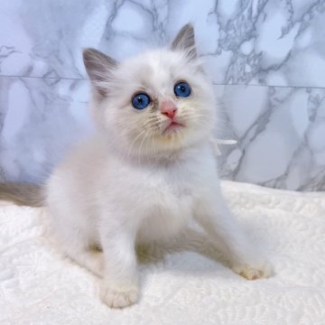 ラグドール【大阪府・男の子・2025年4月25日・ブルーポイントバイカラー】の写真「まぁるい目とお顔が可愛らしい‼️」