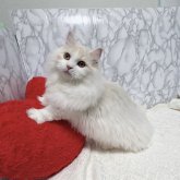 マンチカン(短足)