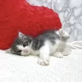 ノルウェージャンフォレストキャット