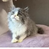 父:ラガマフィン  母:セルカークレックス【大阪府・女の子・2025年8月15日・ブルーアンドホワイト】の写真2
