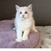 ラグドール【大阪府・女の子・2025年8月4日・ブルーリンクスポイントバイカラー】の写真3