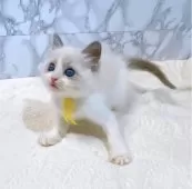 ラグドール【大阪府・女の子・2025年4月25日・ブルーポイントバイカラー】の写真4