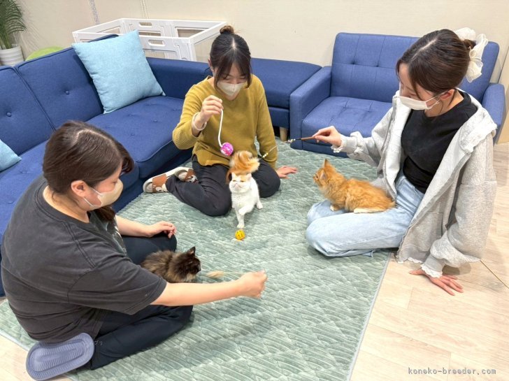 遊びながら見学できるから、性格もしっかり確認できます😊｜平　ほの花(たいら　ほのか)ブリーダー(埼玉県・ミヌエットなど・ZCC登録)の紹介写真3