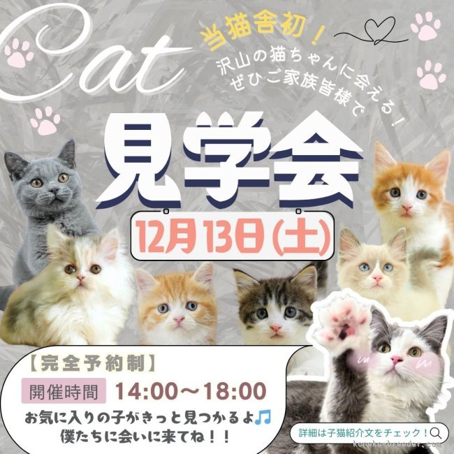 平ほの花ブリーダーのブログ：㊗️【初開催】🐱12月13日見学会開催決定🐱【完全予約制】可愛い子たちが大集合のイベント！！