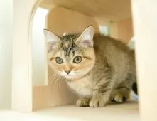 ミヌエット(短足)【埼玉県・女の子・2025年8月31日・ブラウンパッチドタビー】の写真15「お気に入り登録でお得な情報ゲット🎫✨」