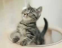 マンチカン(短足)【埼玉県・男の子・2025年9月7日・ブラウンタビー】の写真12「わんちゃんで埼玉県内お客様評価１位のブリーダーです🐶🏆」