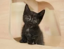 マンチカン(短足)【埼玉県・女の子・2025年7月31日・トーティ】の写真12「一度の見学で兄妹ちゃんや他のねこちゃんなど複数頭の見学が可能！🐱」