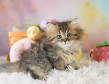 ミヌエット(短足)【埼玉県・女の子・2025年9月6日・ブラウンタビー】の写真12「一度の見学で兄妹ちゃんや他のねこちゃんなど複数頭の見学が可能！🐱」