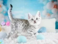 マンチカン(長足)【埼玉県・男の子・2025年9月10日・シルバータビー】の写真13「一度の見学で兄妹ちゃんや他のねこちゃんなど複数頭の見学が可能！🐱」