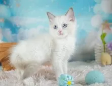 ラグドール【埼玉県・女の子・2025年9月28日・ブルーポイントバイカラー】の写真15「お気に入り登録でお得な情報ゲット🎫✨」