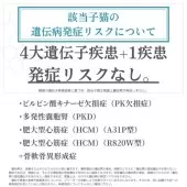 マンチカン(長足)【埼玉県・女の子・2025年5月30日・ブルーパッチドタビー】の写真3「親猫全頭遺伝子検査済み✨」