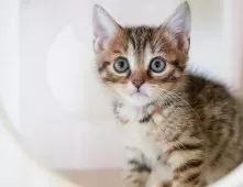 マンチカン(長足)【埼玉県・女の子・2025年9月10日・ブラウンパッチドタビー】の写真14「お気に入り登録でお得な情報ゲット🎫✨」