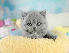 ブリティッシュショートヘア【埼玉県・女の子・2025年9月11日・ブルー】の写真14「お気に入り登録でお得な情報ゲット🎫✨」