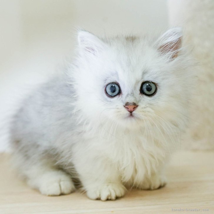 ブリーダー画像