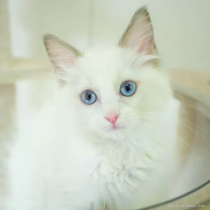 ラグドール【埼玉県・女の子・2025年9月28日・ブルーポイントバイカラー】の写真1「🐱複数頭の見学も可能🐱きょうだいや他のネコちゃんも見れます」