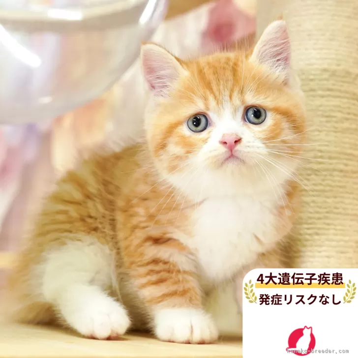 C.K 様のお迎えした子猫