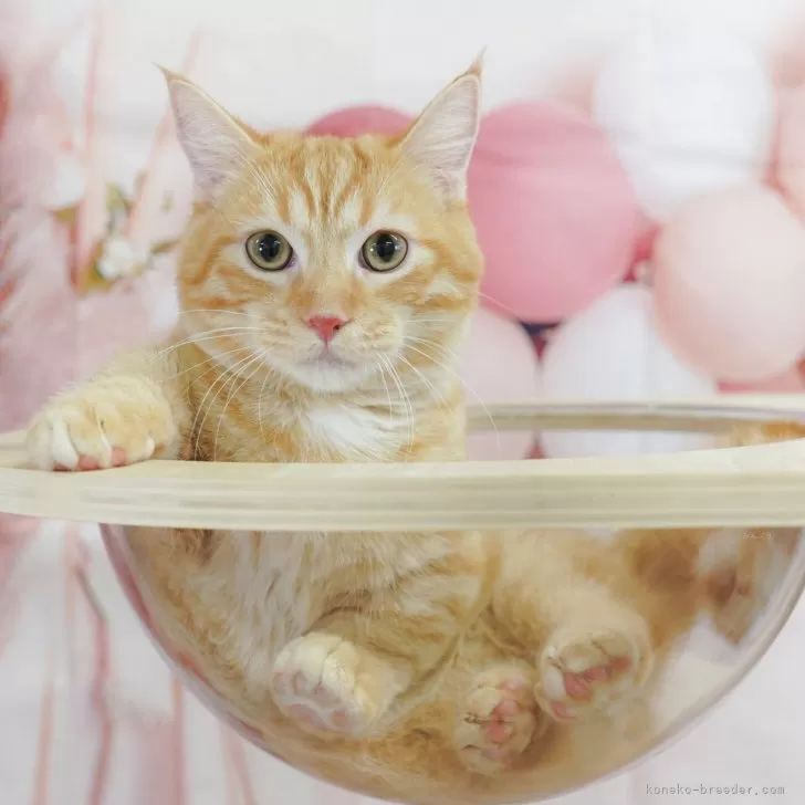 マンチカン(短足)【埼玉県・男の子・2024年12月13日・レッドタビー】の写真1「🐱複数頭の見学も可能🐱きょうだいや他のネコちゃんも見れます」