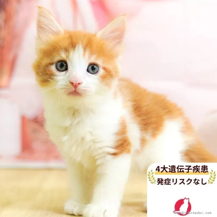 ID:2509-00245の子猫