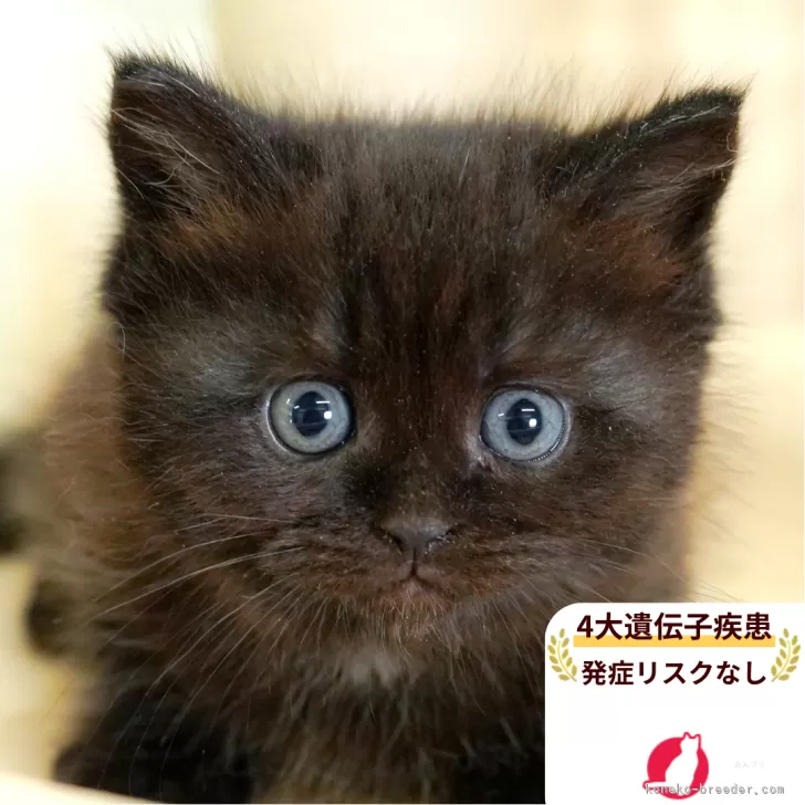ミヌエット(長足)【埼玉県・女の子・2025年6月17日・ブラックスモーク】の写真1「🐱複数頭の見学も可能🐱きょうだいや他のネコちゃんも見れます」