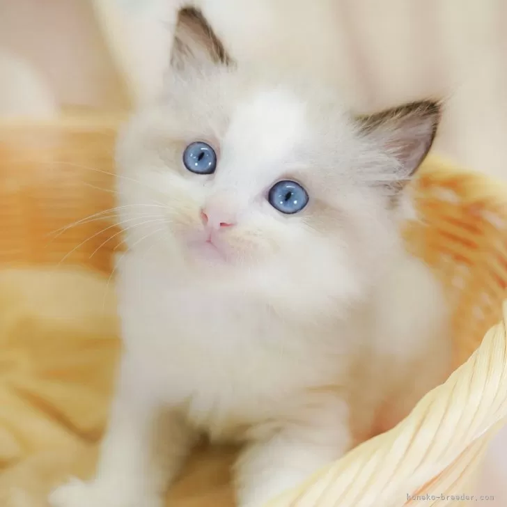 ラグドール【埼玉県・男の子・2025年7月23日・シールポイントバイカラー】の写真1「🐱複数頭の見学も可能🐱きょうだいや他のネコちゃんも見れます」