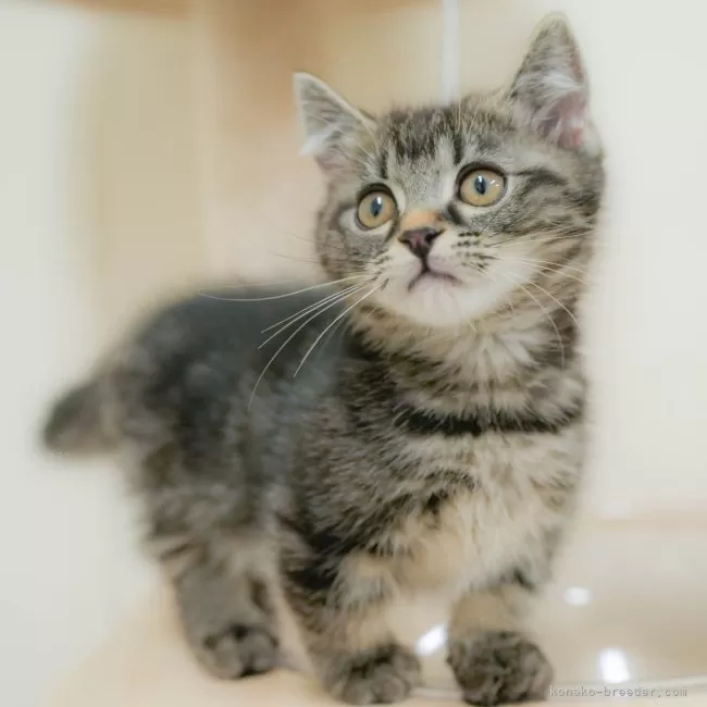 マンチカン(短足)【埼玉県・男の子・2025年9月7日・ブラウンタビー】の写真1「🐱複数頭の見学も可能🐱きょうだいや他のネコちゃんも見れます」