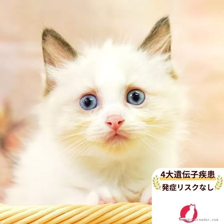 ID：2509-00248の子猫
